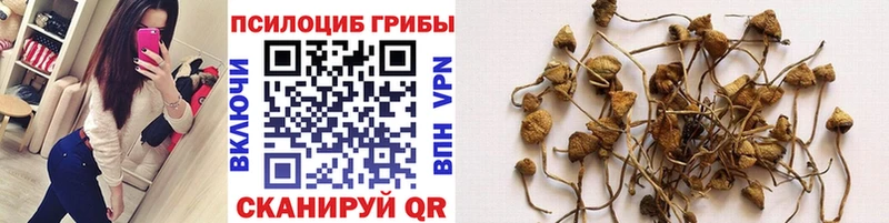 Псилоцибиновые грибы Cubensis  закладки  Энем 